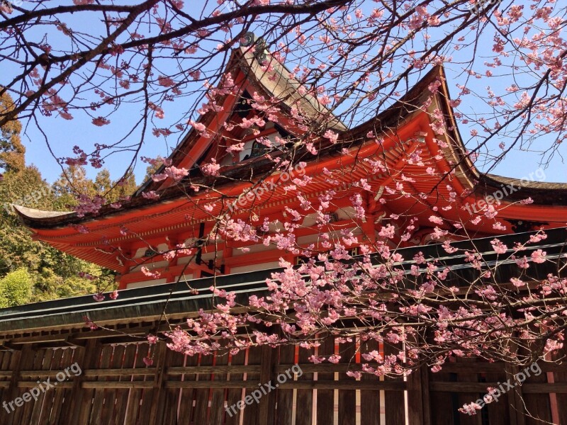 Cherry Blossoms Spring Spring In Japan Cherry Tree Shrine