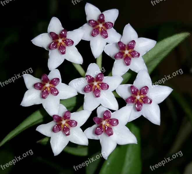 Hoya Hoya Bella Blossom Porcelain Flower Carnosa