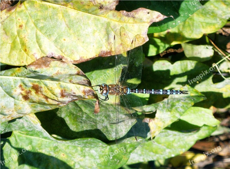 Dragonfly Water Lily Green Lake Rose Free Photos