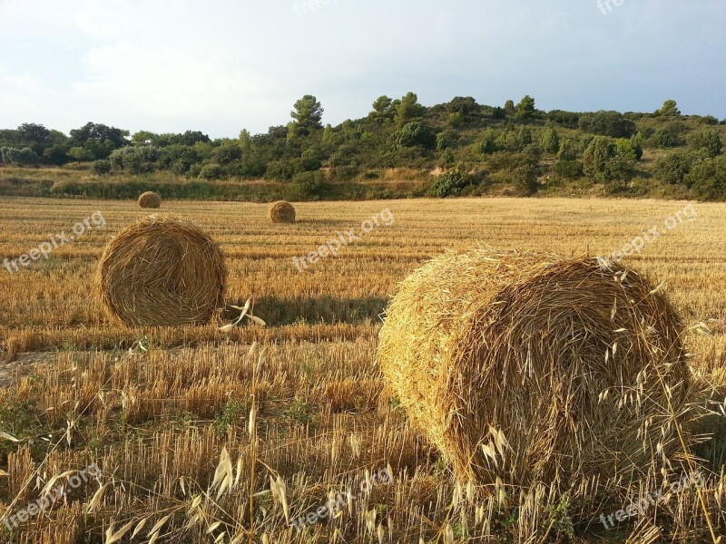 Field Wheat Straw Cultivation Agriculture