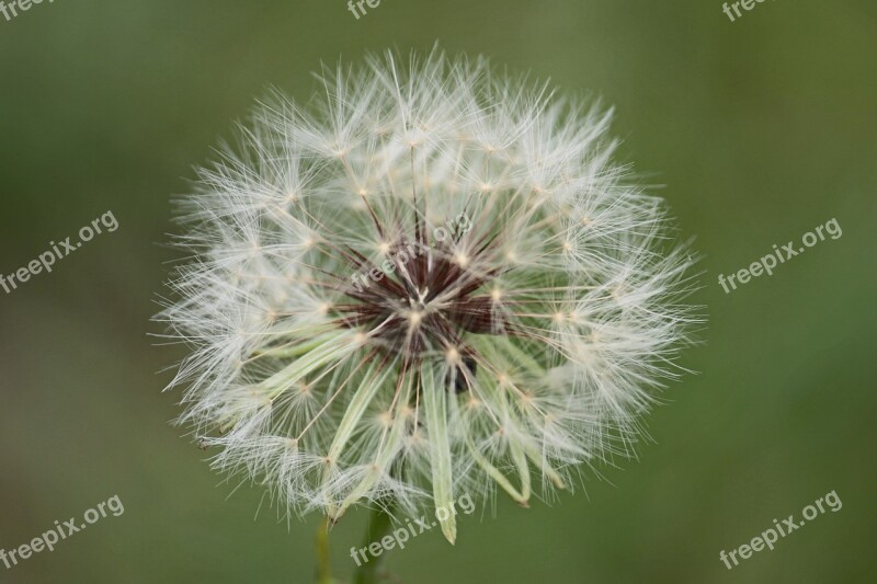 Dandelion Plant Nature Weed White