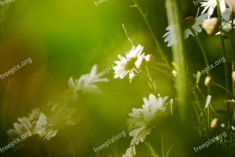 Early Summer Calyx Nature Daisies White