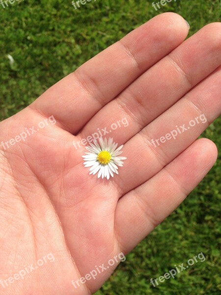 Hand Daisy Meadow White Flower