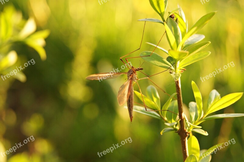 Spring Insect Nature Garden Closeup