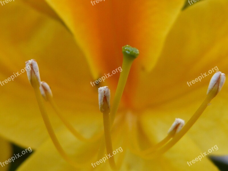 Stamp Pollen Blossom Bloom Pistil