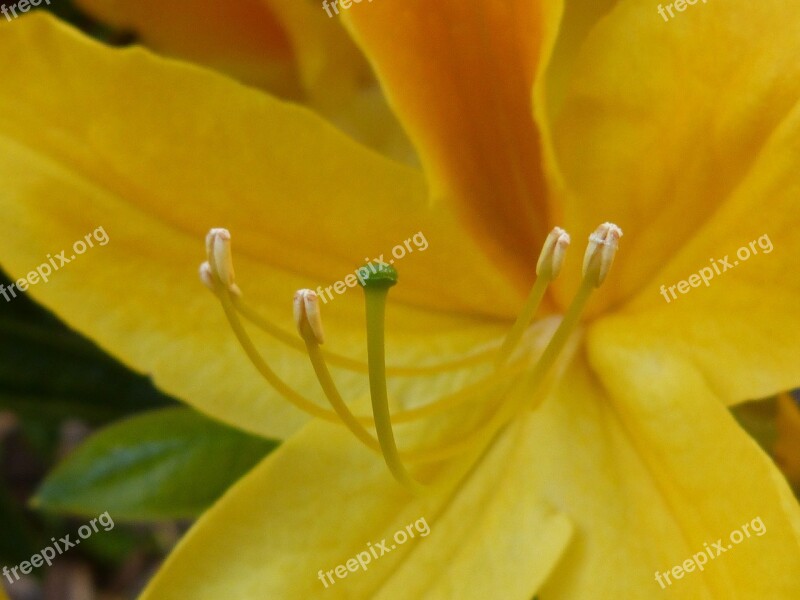 Stamp Pollen Blossom Bloom Pistil