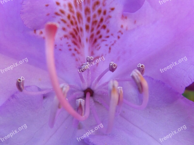 Stamp Pollen Blossom Bloom Pistil