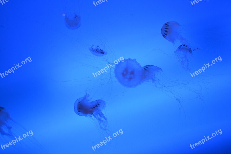 Jellyfish Sea Ocean Aquarium Animal