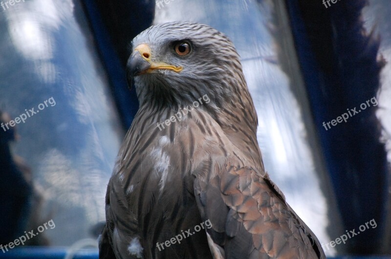 Raptor Black Kite Hawk Bird Predator