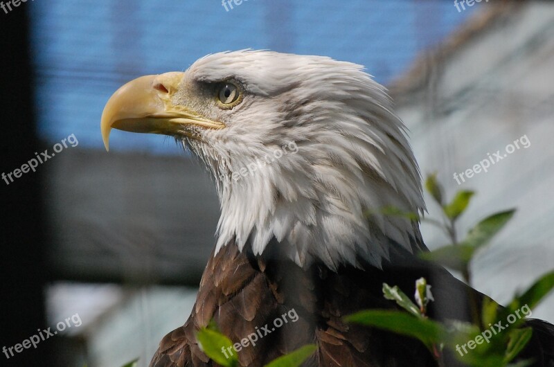 Bald Eagle Bird Eagle Predator Cage