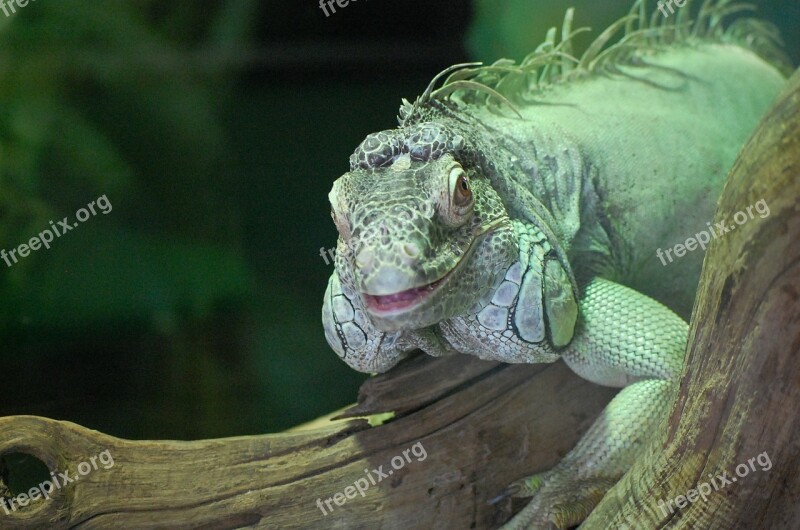 Iguana Green Animal Smile Free Photos