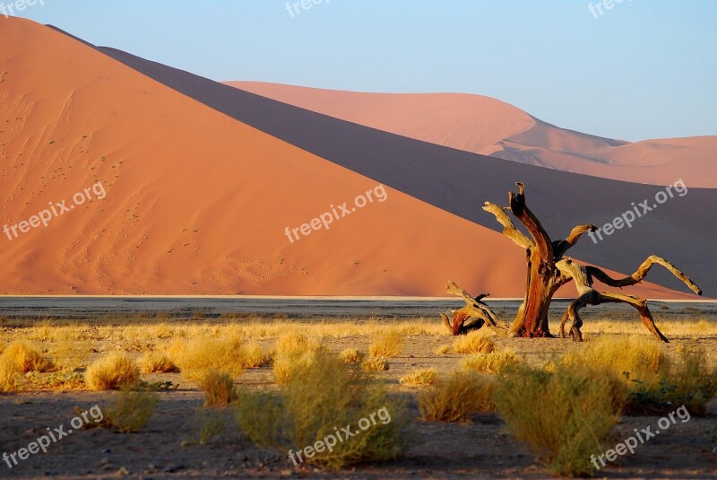 Namibia Desert Tree Dune Roter Sand