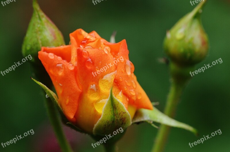 Rose Plant Drop Of Water Rose Bloom Nature