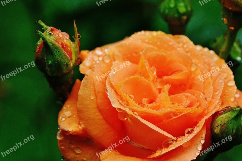 Rose Plant Drop Of Water Rose Bloom Nature