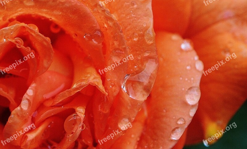 Rose Plant Drop Of Water Rose Bloom Nature