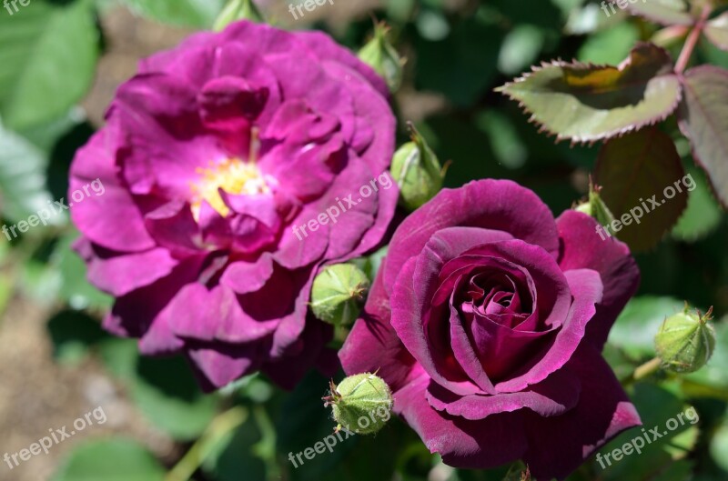 Rose Pink Flower Nature Flower Petals