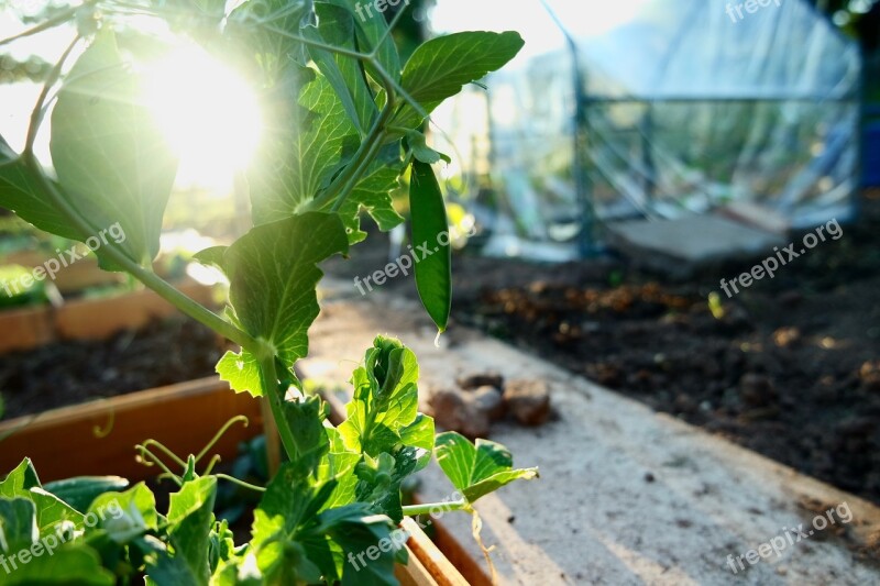 Pea Plant Garden Gardeners Flora