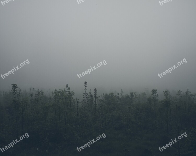 Trees Forest Fog Mist Mystic