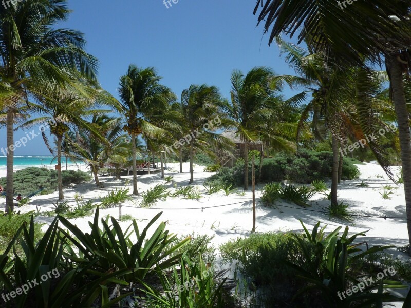 Palm Trees Beach Sand Caribbean Exotic