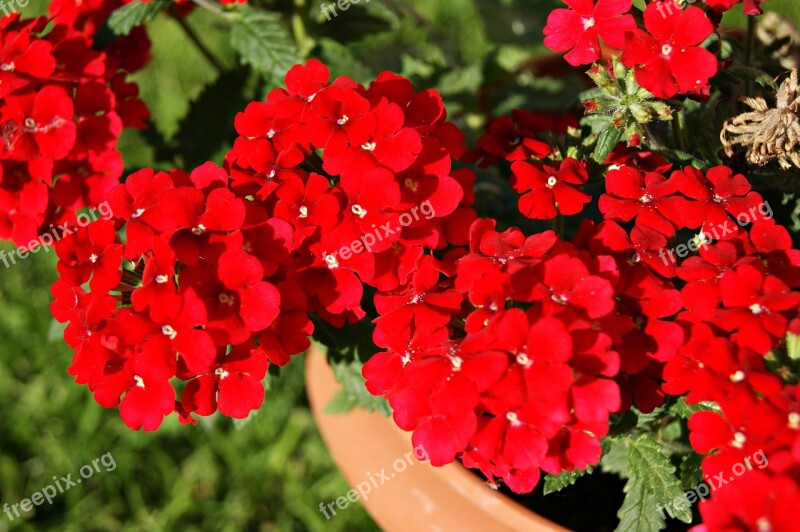 Flower Red Nature Plant Garden