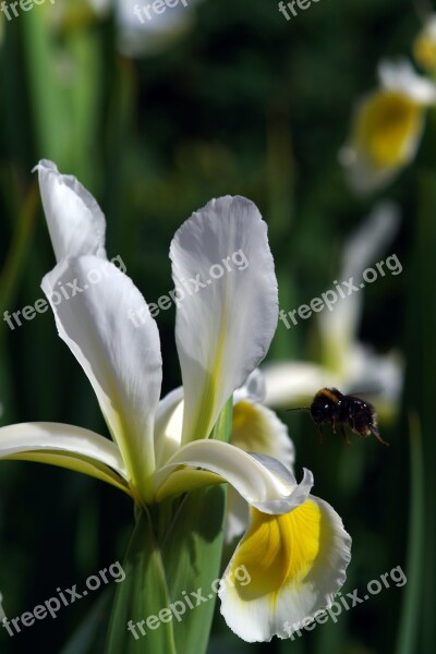 Iris Bee Flower White Garden