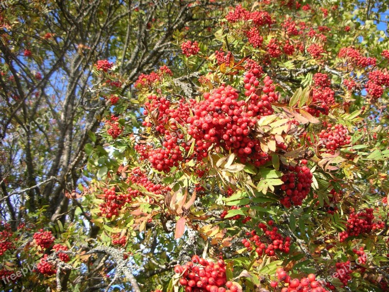 Rowan Tree Red Berries Branches Autumn