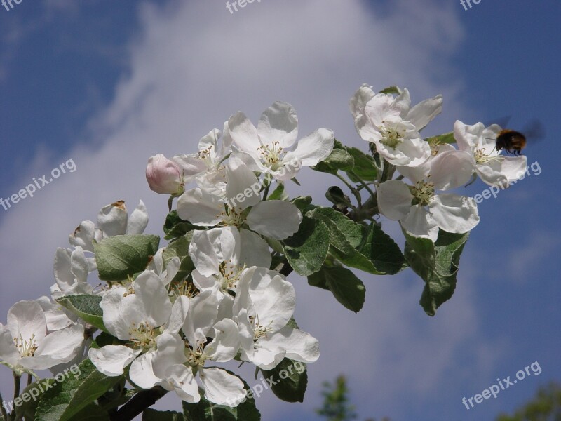 Apple Tree Flower Sky Branch Apple Blossom