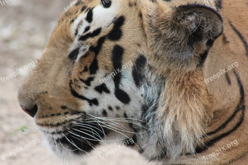 Head Tiger Royal Bengal Tiger Wild Animal