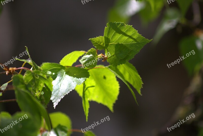 Leaves Fresh Shoots Young Bright