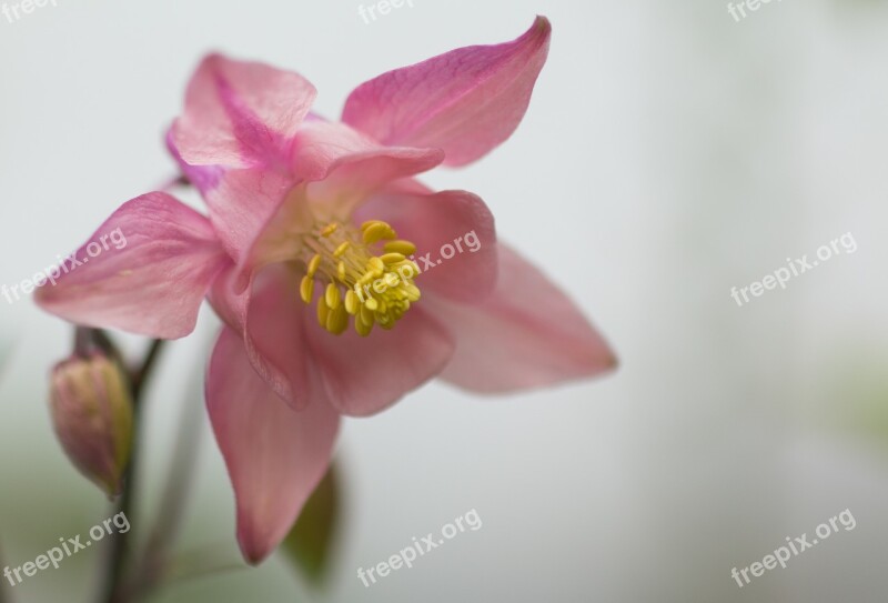 Columbine Aquilegia Blossom Bloom Flower