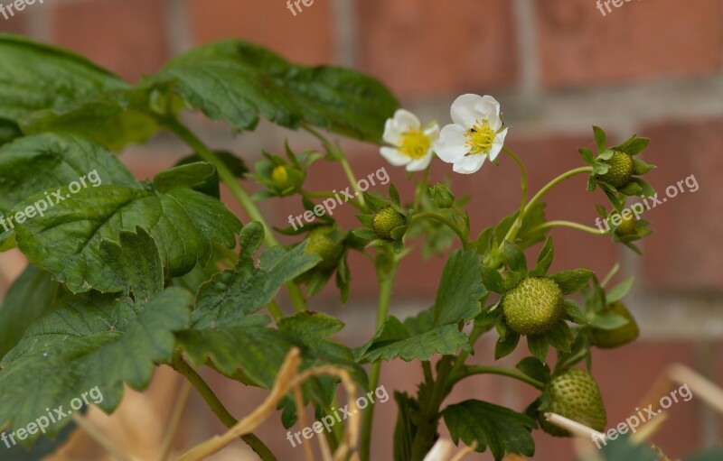 Strawberry Plant Strawberry Flower Immature Strawberry Garden