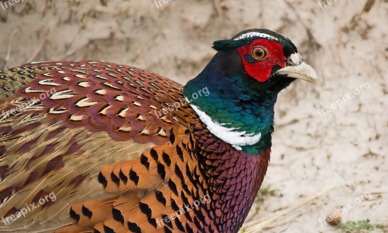 Pheasant Males Bird Colorful Feather