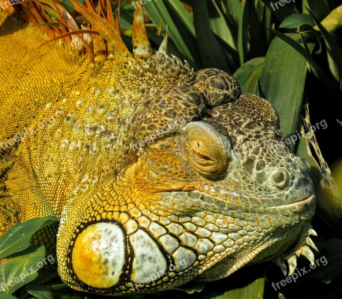 Iguana Close Up Reptile Lizard Scaly