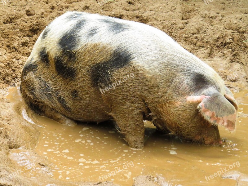 Pig Domestic Pig Farm Dirty Wallow