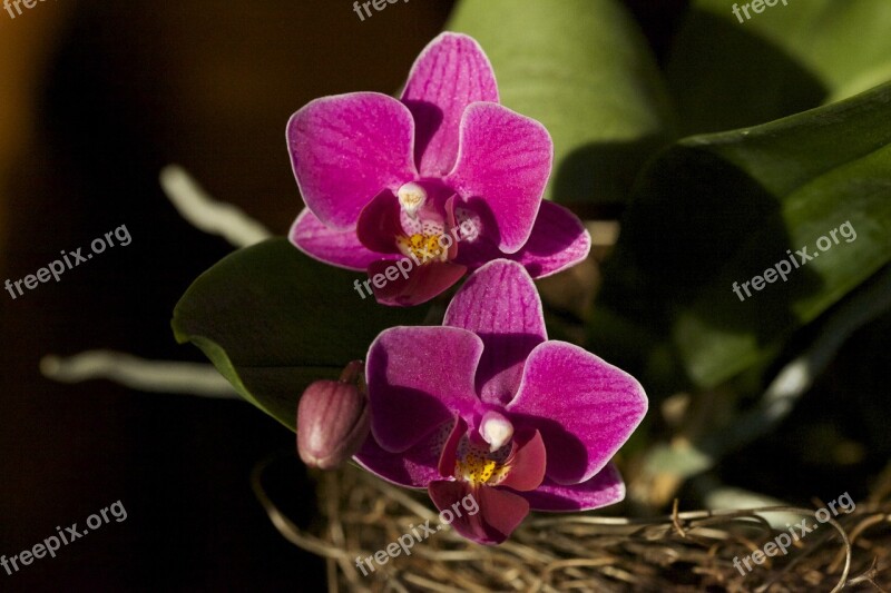 Orchid Flower Blossom Bloom Purple