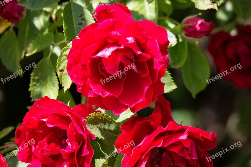 Rose Red Rosenstock Rose Bloom Magenta