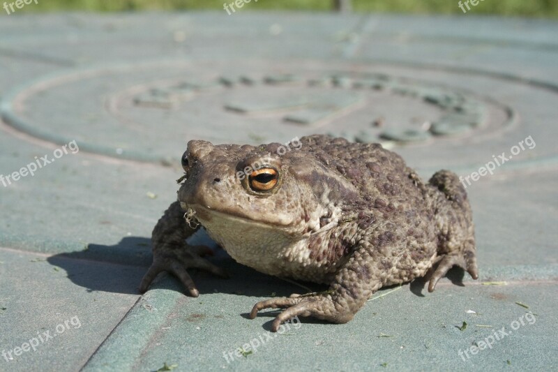 Toad Amphibian Frog Closeup Animals