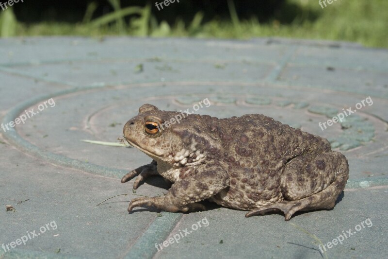 Toad Amphibian Frog Closeup Animals