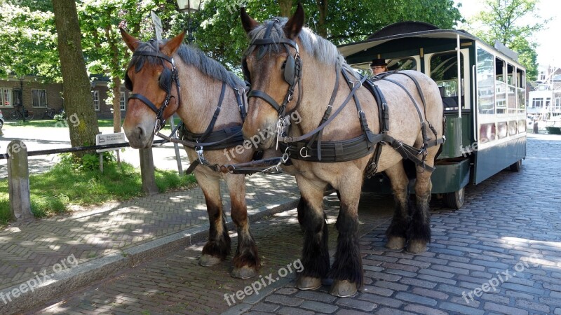 Horses Tourism Dordrecht Netherlands Holland