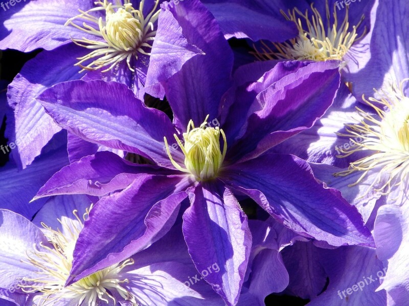 Clematis Purple Violet Dark Purple Bloom