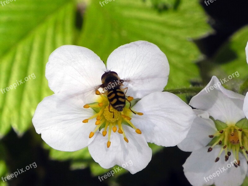 Strawberry Flower White Spring Nature Close Up