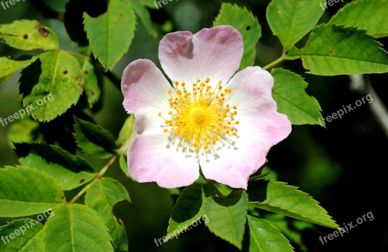 Dog Rose Flower Blossom Bloom Close Up