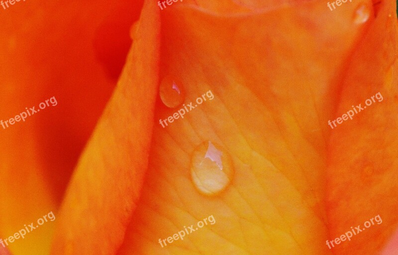 Rose Orange Background Image Drop Of Water Hookah