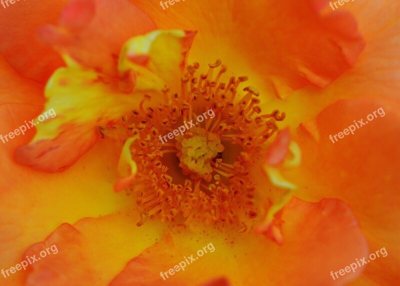 Rose Orange Flower Rose Bloom Macro