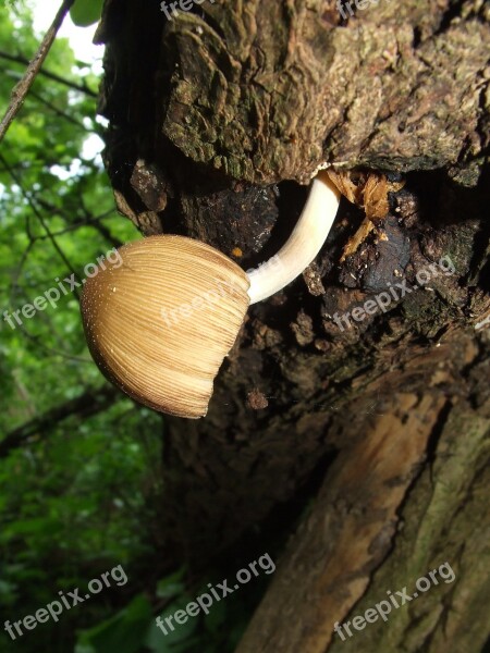 Coprinus Mushroom Nature Forest Rot