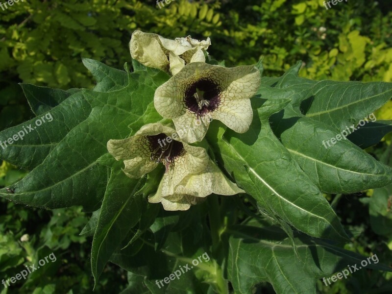 Henbane Hioscyamus Flower Atropine Toxic