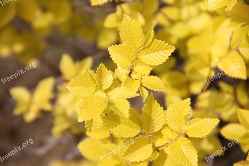 Gold-leaf Elm Gold Elm Park Plant Configuration