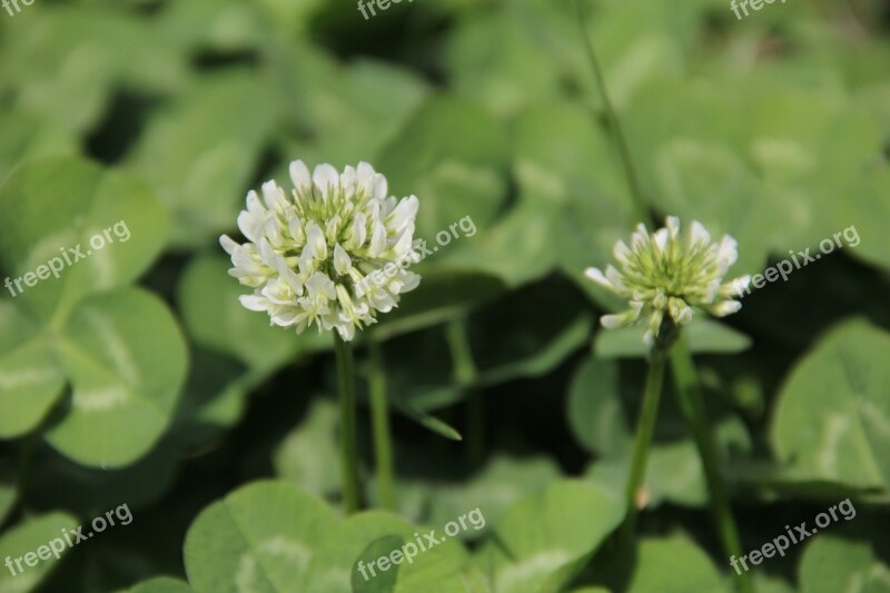 Clover White Clover Lawn Flower Free Photos