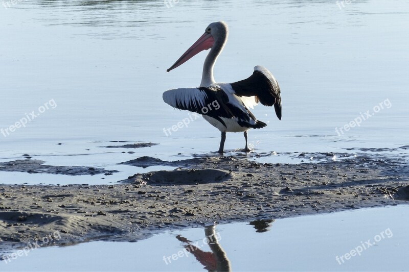 Australian Pelican Water Bird Nature Animal Wild