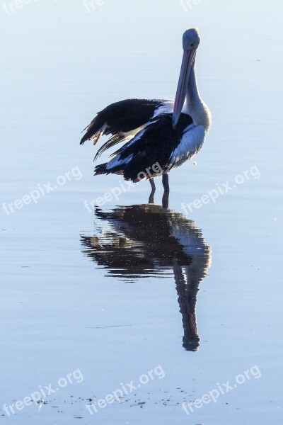 Australian Pelican Water Bird Nature Animal Wild